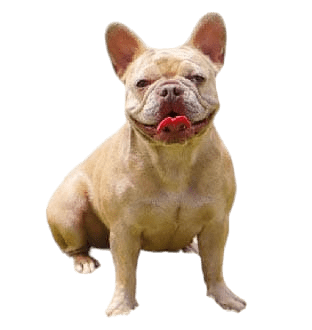 PERRO