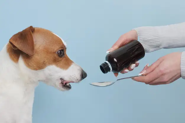 perro tomando jarabe