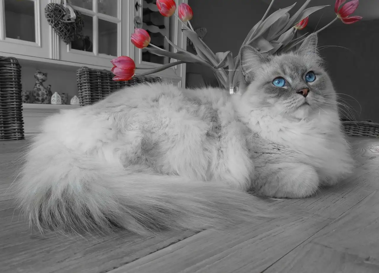 gato acostado