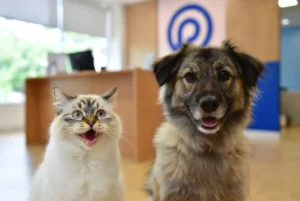 Gato y perro relajados en una guardería de mascotas en Bogotá, en un ambiente seguro y acogedor.